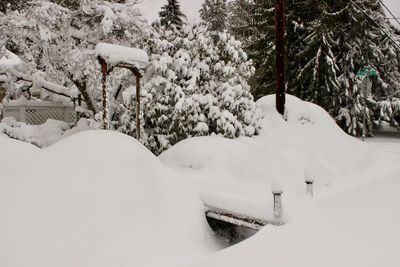 Snow covered trees in winter