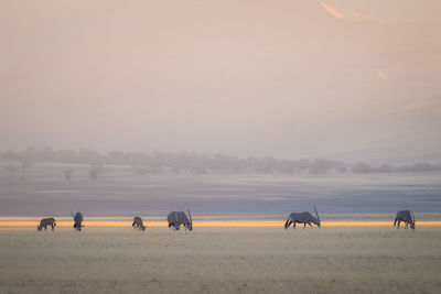 View of horses on field against sky