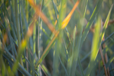 Close-up of crops growing on field