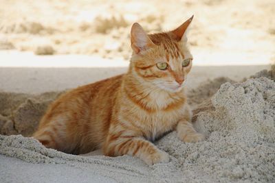 Portrait of cat sitting on land