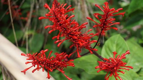 Close-up of plant against blurred background