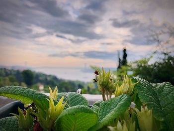 Close-up of succulent plant against sky