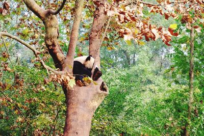 Cat on tree trunk