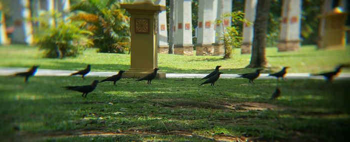 Birds perching on grass