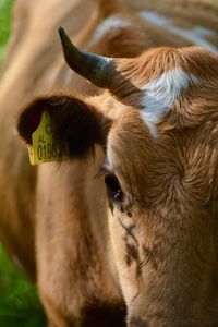 Close-up of a cow