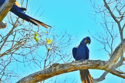 Low angle view of hyacinth macaw perching on branch against sky