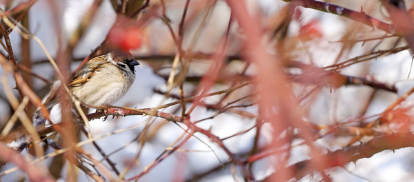 Close-up of bird perching on branch