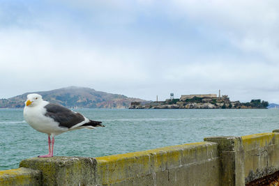 Seagull perching on retaining wall by sea against sky