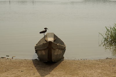 Bird perching on shore at beach