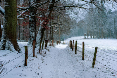 Snow-covered trees, winter landscape