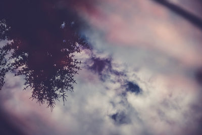 Low angle view of tree against sky