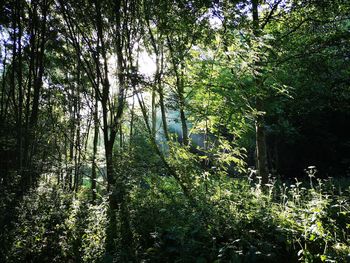 Trees growing in forest