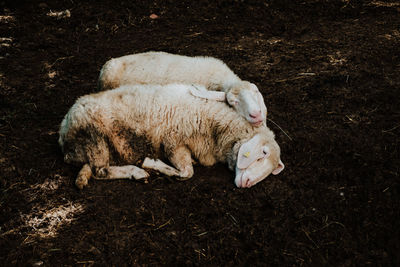 High angle view of sheep