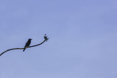 Low angle view of insect on plant against clear blue sky