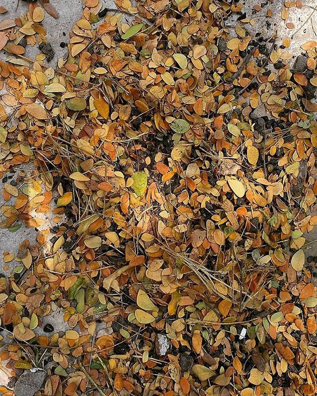 autumn, leaf, high angle view, change, abundance, dry, nature, full frame, fallen, large group of objects, leaves, backgrounds, season, tranquility, day, outdoors, beauty in nature, growth, pebble, stone - object