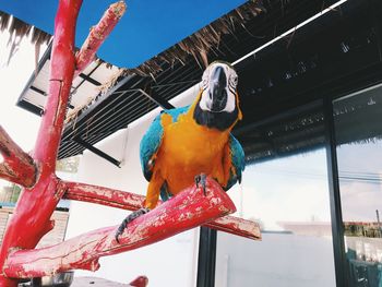 Low angle view of a bird perching on railing