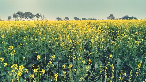 Scenic view of oilseed rape field against sky