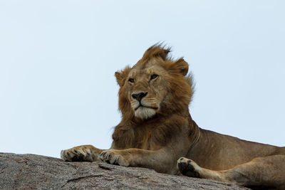 A young african lion on a rock