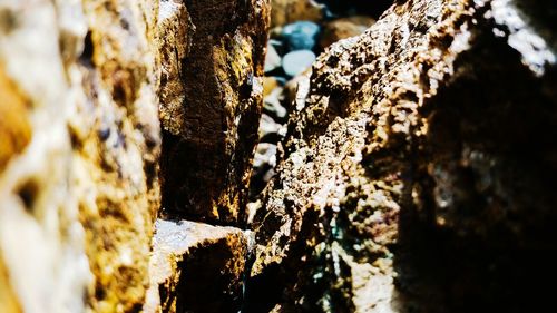 Close-up of lichen on tree trunk