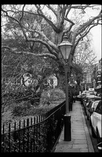 View of footpath along trees