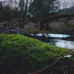 Close-up of fresh green plants in water