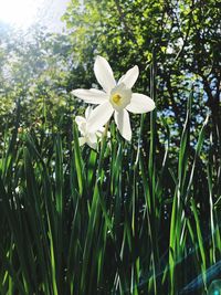 Close-up of white flowering plants