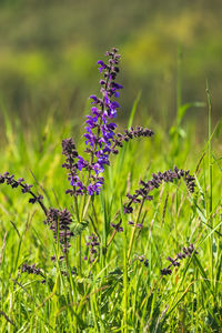 Close-up of purple flowering plants on field