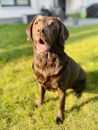 Dog looking away on field