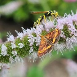 Close-up of butterfly pollinating on flower