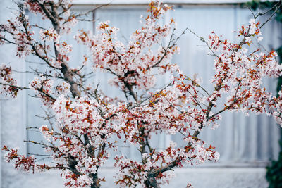 Close-up of pink cherry blossom tree