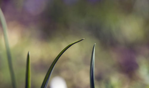 Close-up of plant against blurred background