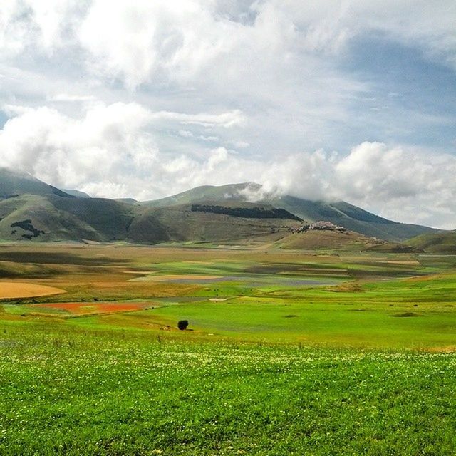 grass, landscape, sky, field, animal themes, tranquil scene, mountain, green color, grassy, tranquility, scenics, grazing, beauty in nature, livestock, cloud - sky, nature, rural scene, pasture, domestic animals, cloud