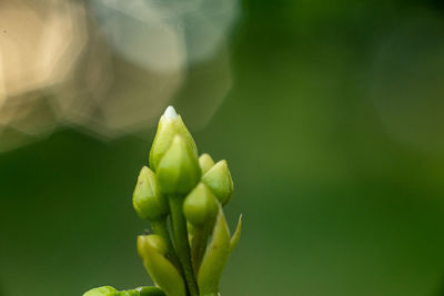 Close-up of green plant