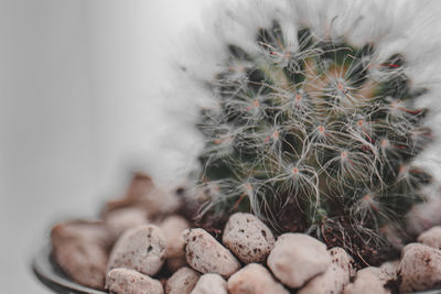 Close-up of succulent plant