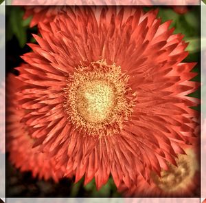 Close-up of red flowers