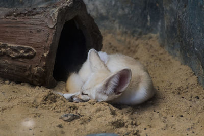 Close-up of a cat sleeping