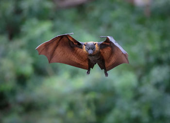 Close-up of a bird flying