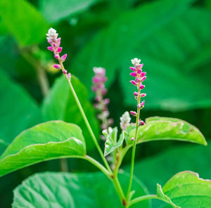 Close-up of purple flowering plant