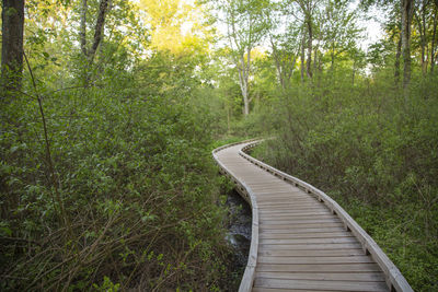 Boardwalk amidst trees in forest