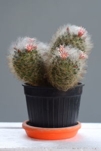 Close-up of succulent plant in pot