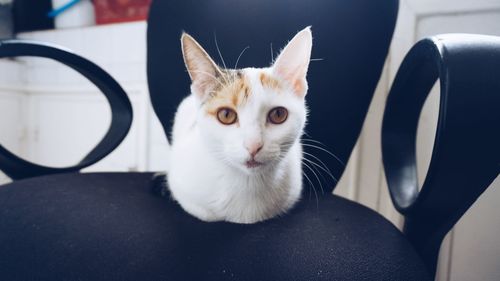 Close-up portrait of cat sitting