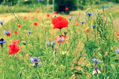 Close-up of purple flowering plants on field