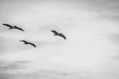 Low angle view of birds flying in sky