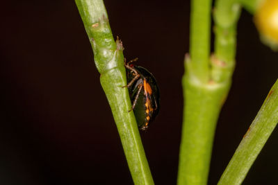 Close-up of insect on plant