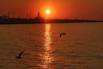 Silhouette of birds flying over sea during sunset