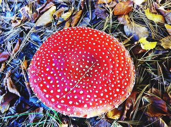 Close-up of fly agaric mushroom on field