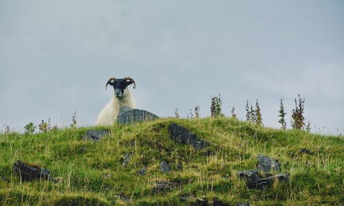 Horse standing in a field