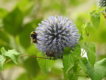 Close-up of insect on flower