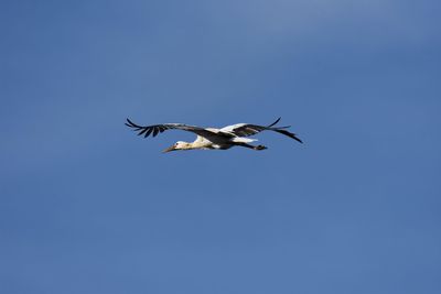 Low angle view of bird flying in sky