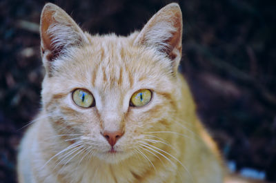 Close-up portrait of cat